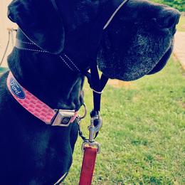 Great Danes from Victory Danes