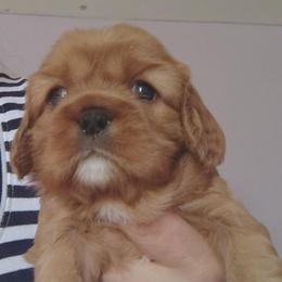 Mia - Ruby female Cavalier King Charles Spaniel puppy in Phoenix, Arizona from Royal Desert Cavaliers