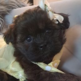 Shichon puppies from IDREAMOFPUPPIES