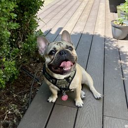 Dexter - French Bulldog