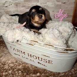 Skye - Black and cream female Dachshund puppy in Atwood, Oklahoma from Holder’s Doxie Farm