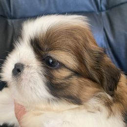 Boy 5 Beau - Liver and white male Shih Tzu puppy in Troy, Michigan from "Shihtzu Best Friend"
