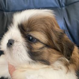 Boy 5 Beau - Liver and white male Shih Tzu puppy in Troy, Michigan from "Shihtzu Best Friend"