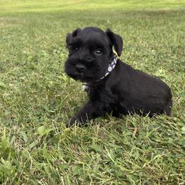 Daisy - Black female Miniature Schnauzer puppy in Maynard, Minnesota from Linda Maus