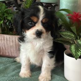 Fred - Tri-color male Cavalier King Charles Spaniel puppy in Oklahoma from Rocky Oak Cavaliers & Biewer Terriers LLC
