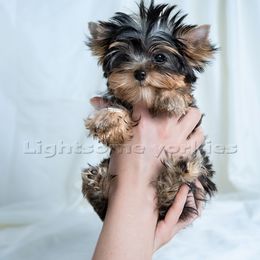 Yorkshire Terrier Puppies from Lightsome Yorkies