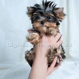 Yorkshire Terrier Puppies from Lightsome Yorkies