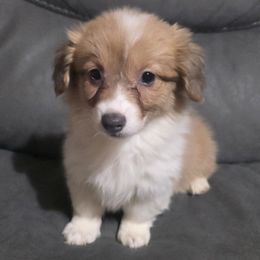 Red Bluie Full Fluffy Female - White and red female Pembroke Welsh Corgi puppy in Unicoi, Tennessee from East Tennessee Clark Corgis