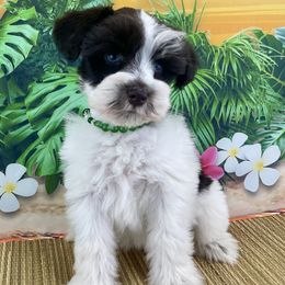 Phoebe - Liver female Miniature Schnauzer puppy in Sylvania, Georgia from Southern Sky Miniature Schnauzers