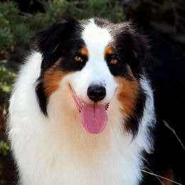 Bear - Australian Shepherd