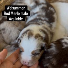 Welsummer - Red merle male Miniature Australian Shepherd puppy in Cave Creek, Arizona from Arizona Aussies