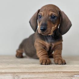 Short stop - Red male Dachshund puppy in Crystal, Michigan from Mare-Bella Smoothcoat Edition