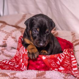 Pink Girl - Black and rust female Doberman Pinscher puppy in Shelby, North Carolina from IronBee Dobermans