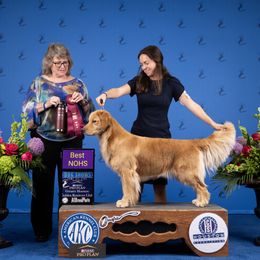 Golden Retriever All Grown Up from Lyons Golden Retrievers