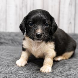 Belle - Piebald female Dachshund puppy in Greenup, Kentucky from Tygart Creek Dachshunds