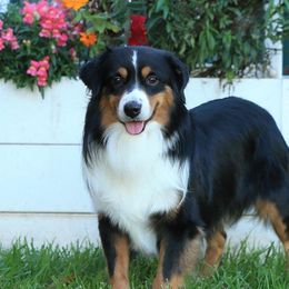 Jasper - Miniature American Shepherd