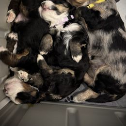 Aussiedoodle and Bernedoodle Puppies from LolliPop Farms