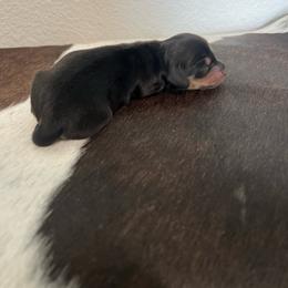 B and C 2 - Black and cream female Dachshund puppy in Kersey, Colorado from Ranchin Doxies