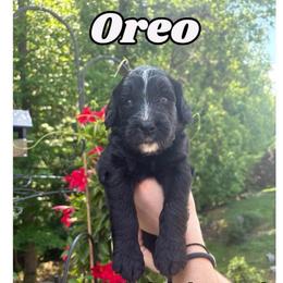 Oreo - Black and white male Bernedoodle puppy in High Point, North Carolina from Kingsfield Doodles