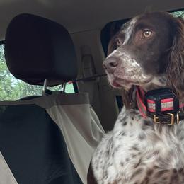 English Setters from ESetters