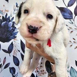 Red- Maverick - White and black male Dalmatian puppy in Gray, Georgia from Fuller Spots