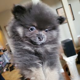 AKC Blue and Tan Female - Blue and tan Pomeranian puppy in Bowie, Maryland from Potomac Pomeranians