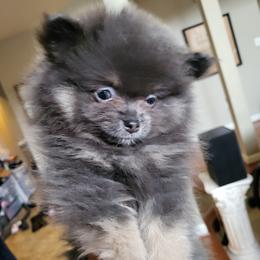 AKC Blue and Tan Female - Blue and tan Pomeranian puppy in Bowie, Maryland from Potomac Pomeranians