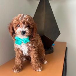 Lexi - Red  male Poodle puppy in Germantown, Maryland from Honey Blossom Doodles