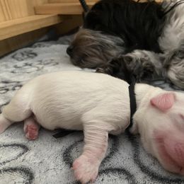 Coton de Tulear Puppies from Abbie Nielsen