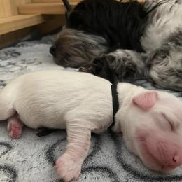 Coton de Tulear Puppies from Abbie Nielsen