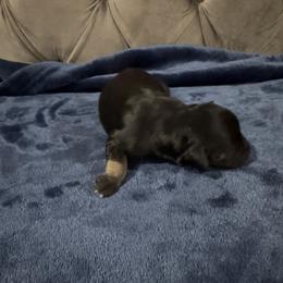Chap - Black and silver male Miniature Schnauzer puppy in Port Orange, Florida from Blue Ribbon Schnauzers