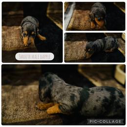 Sloan - Dapple male Dachshund puppy in Licking, Missouri from Piney River Dachshunds