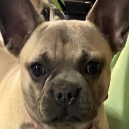Cookie - French Bulldog