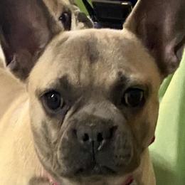 Cookie - French Bulldog