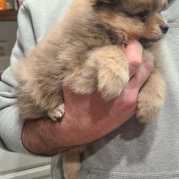 Lawrence - Blue sable male Pomeranian puppy in Saint Charles, Missouri from Bisous Pomeranians & Heartland Sh