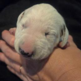 Lucky - Black - White and black male Dalmatian puppy in Palmer, Massachusetts from Delaney's Dalmatians 2
