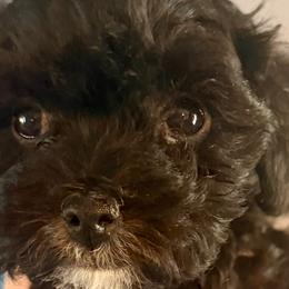 Cavapoos, Maltipoos, Poodles, and Yorkipoos from Wonderfully Made Poodles & Doodles