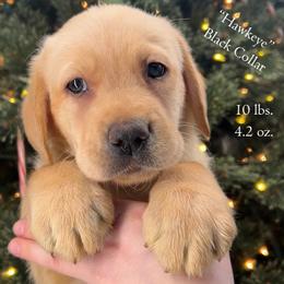 Hawkeye - Black Collar, Yellow Male - 3,500 - Yellow male Labrador Retriever puppy in Eaton Rapids, Michigan from Higher Ground Labradors