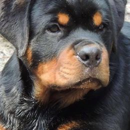 Rottweilers from Von Muntz Rottweilers