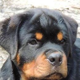 Rottweilers from Von Muntz Rottweilers