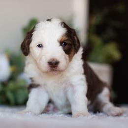 Daisy - Red tri-color female Aussiedoodle puppy in Tonopah, Arizona from Kae's Kennels