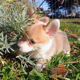 Butternut - Sable male Pembroke Welsh Corgi puppy in Ellensburg, Washington from Faery Mount Farm
