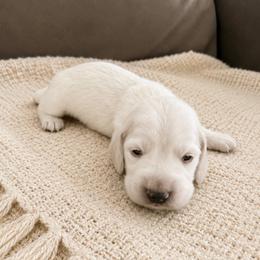 Eclair - Cream male Dachshund puppy in Modesto, California from Doxie Lux