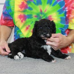 Millie - Black and white female Portuguese Water Dog puppy in Beatrice, Nebraska from Success Portuguese Water Dogs