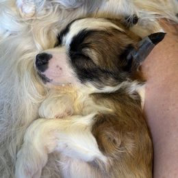Chinese Crested Puppies from Fairwinds