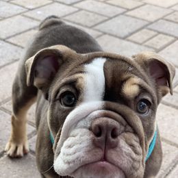 Bulldog and French Bulldog Puppies from JuneBug Bullies