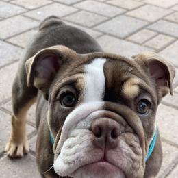 Bulldog and French Bulldog Puppies from JuneBug Bullies