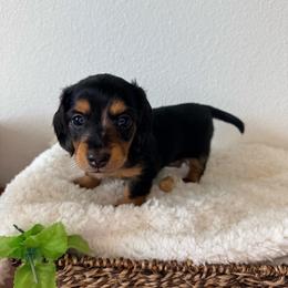 AKC Partial Dapple Girl - 2,500 - Dapple female Dachshund puppy in Fredericksburg, Texas from Goodman Dachshunds