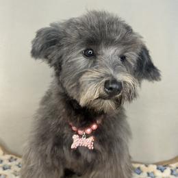 Miniature Schnauzer and Poodle Puppies from LR&R Dog Co.