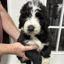 Green bean - Green - Black and white female Aussiedoodle puppy in Eolia, Missouri from Barefoot Kennel